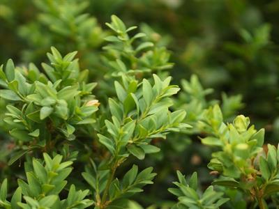 Buxus sempervirens